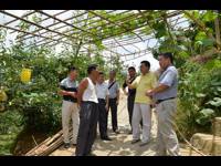 肇庆市科协到鼎湖区调研台商水果种植基地