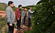 河源市和平县科协开展送技术进果场活动