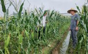 南沙科技小院助力解决鲜食玉米夏种生产难题